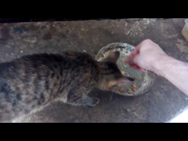 ДоСКазы Рухнувшего с Дуба