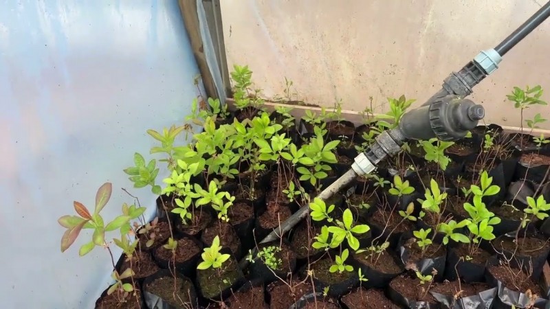 Наша плантация в мае Часть 2