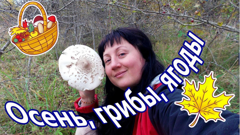 Осень, грибы, ягоды