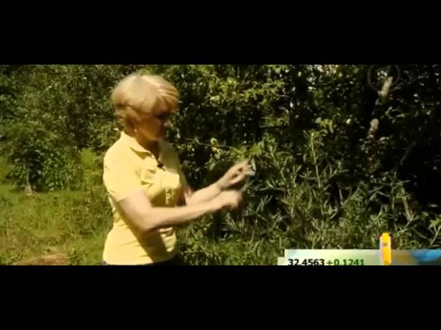 Когда какие травы собирать, как сушить травы.