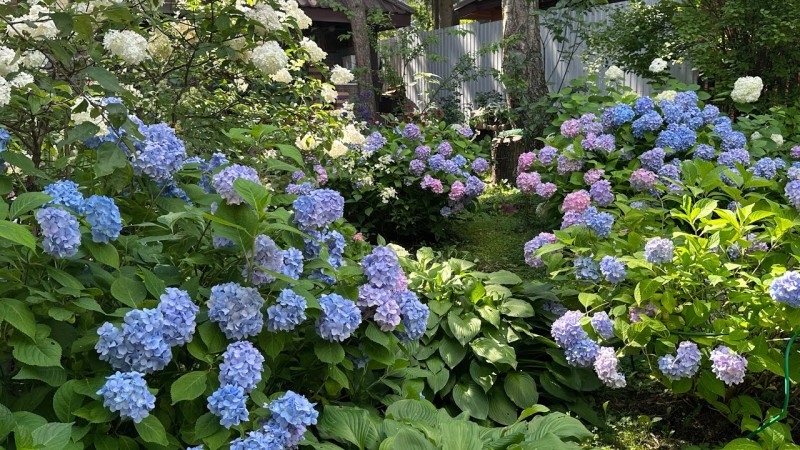 Сад голубых гортензий в Подмосковье. В гостях у соседей.