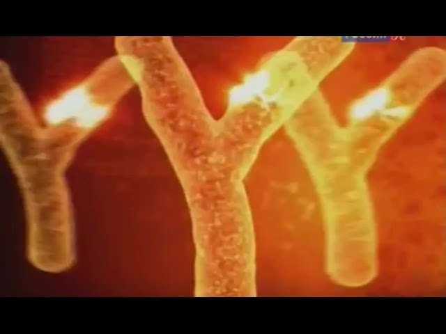 ДНК-генеалогия. Гаплогруппа R1A1 русского этноса