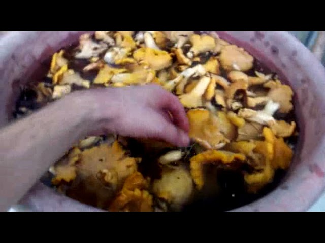 Сказы Рухнувшего с Дуба на Нынешний Момент