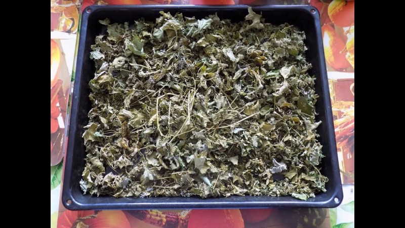 Готовим чай из листьев черной смородины