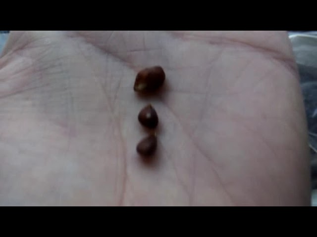 Много О Чём