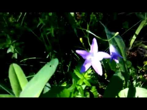 Сад Лес Кровать Мысли