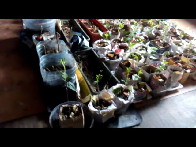 О Растениях и СамоОсознании