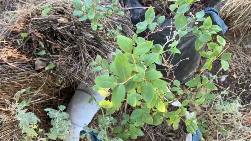 Как растет голубика в Крыму