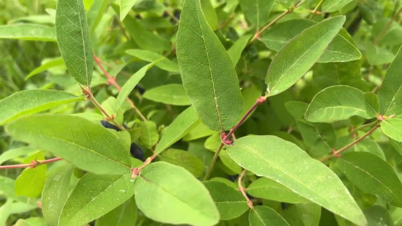 Наша плантация после заморозков