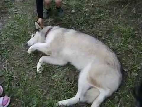 САМАЯ ТЕРПЕЛИВАЯ СОБАКА НА ЗЕМЛЕ!!!