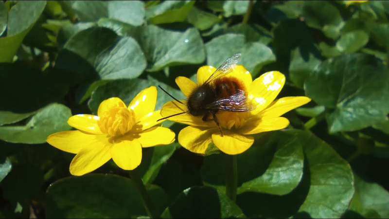 560 Апрель Радостный