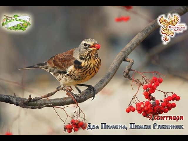 Братья Месяцы. 9 сентября -  Два Пимена, Пимен Рябинник