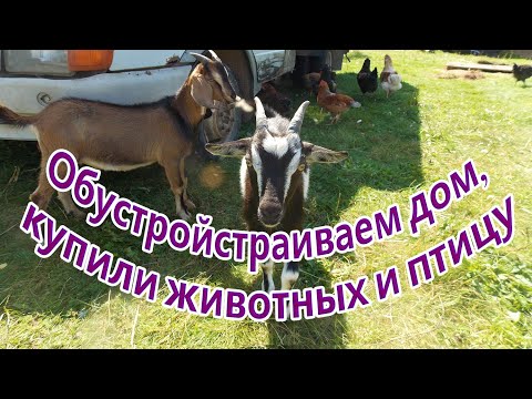 Обустраиваем дом, купили животных и птицу