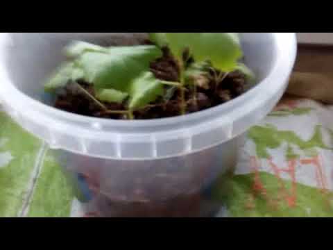 О Разном Малости