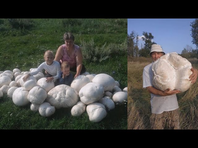 Как вырастить огромные грибы дождевики на своем участке