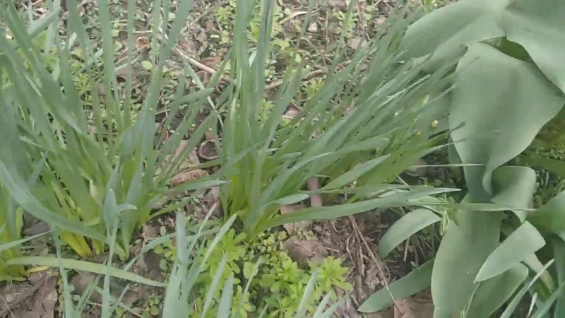 12.04.2025 Весна Вернулась.