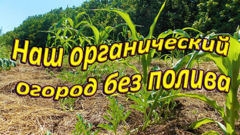 Наш органический огород без полива, собираем урожай