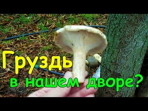 Нашли гриб во дворе, сажаю ежевику, установка печи, готовим дрова, катаемся на тракторе