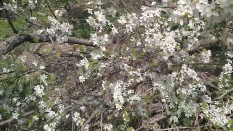 13.04.2024 Мои Веси В Цветах.