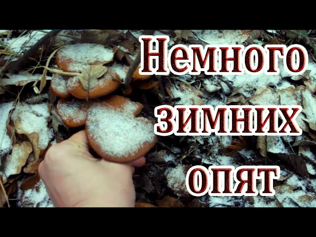 Немного зимних опят