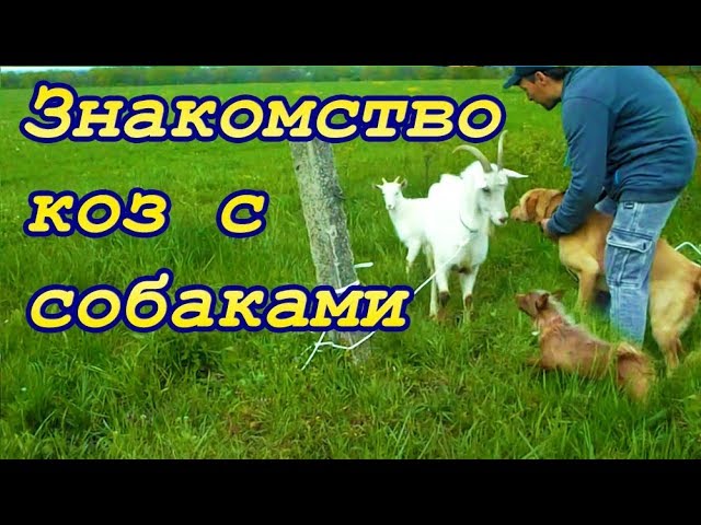 Знакомство коз с собаками