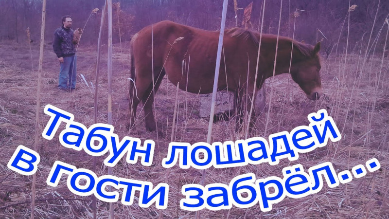 Табун лошадей в гости забрёл...