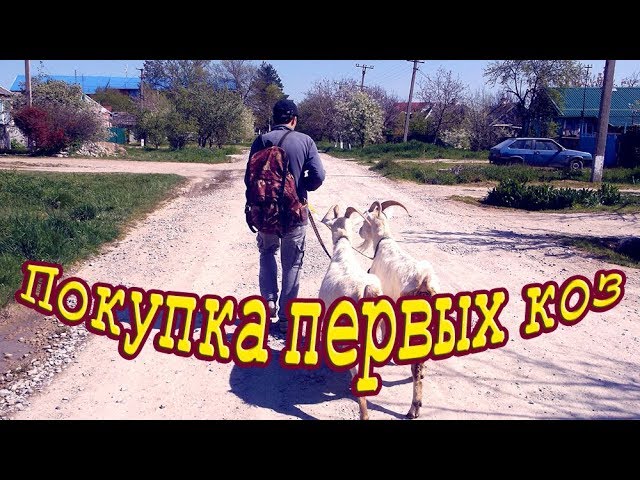 Наши первые козы  