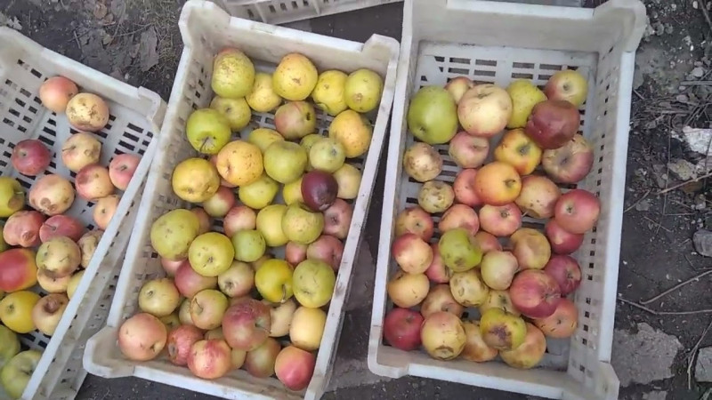 13.03.2025 Ещё Зелень, Овощи и Фрукты.