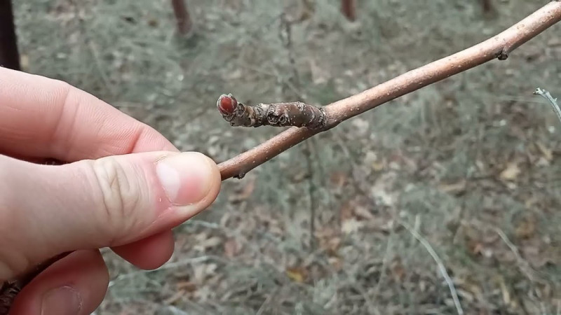 543 Заметки из Снежного