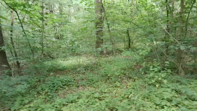 581 03.07.2025 Прогулка в Лес 4К