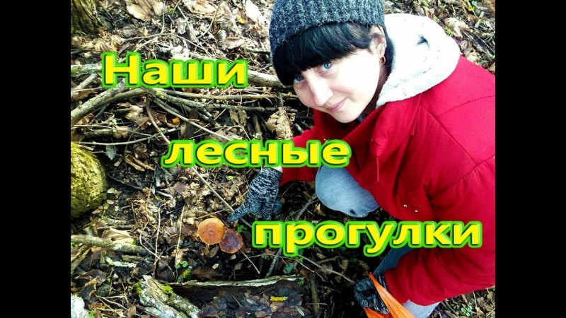 Наши лесные прогулки