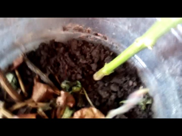 Малости о Разном