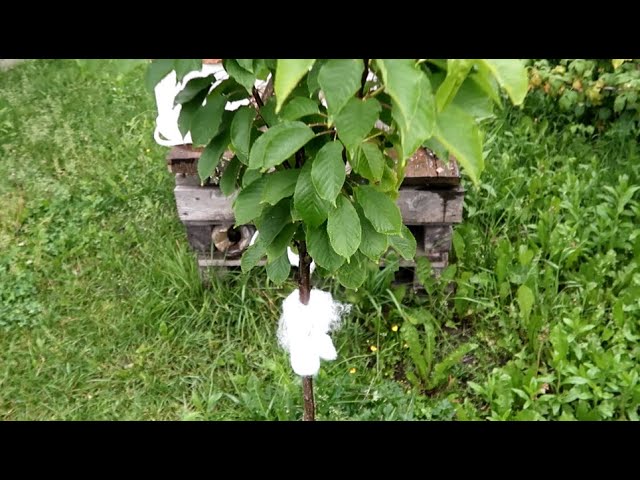 Как навсегда убрать галловую тлю на кустах смородины и на молодых деревьях