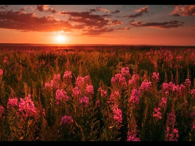 Древнерусская чайная культура. Беседа с ведуном