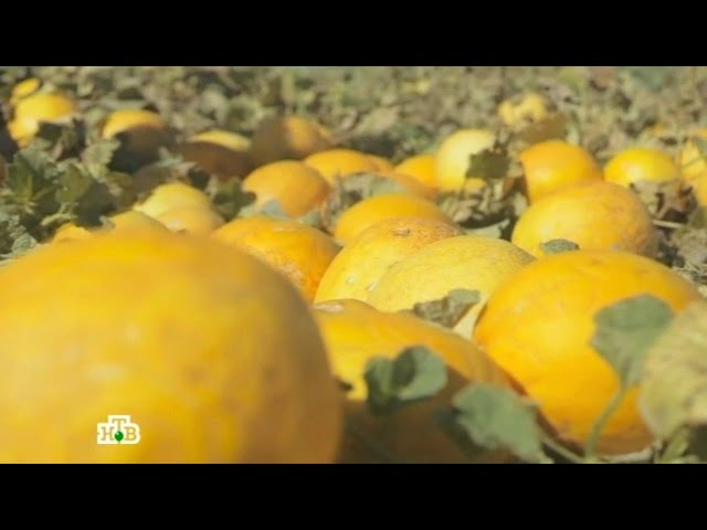 "Еда живая и мёртвая": Всё о дыне и горохе, какие продукты полезны для волос (22.10.2016)