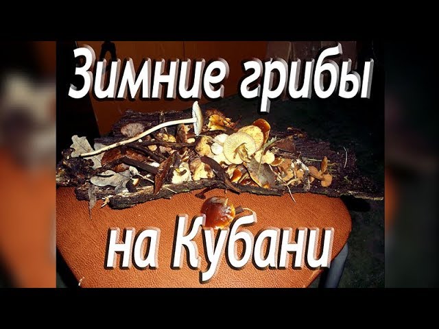 Что можно найти собирая дрова зимой? Зимние грибы на Кубани.
