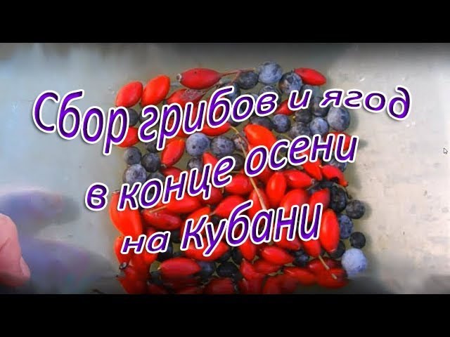 Сбор грибов и ягод в конце осени на Кубани