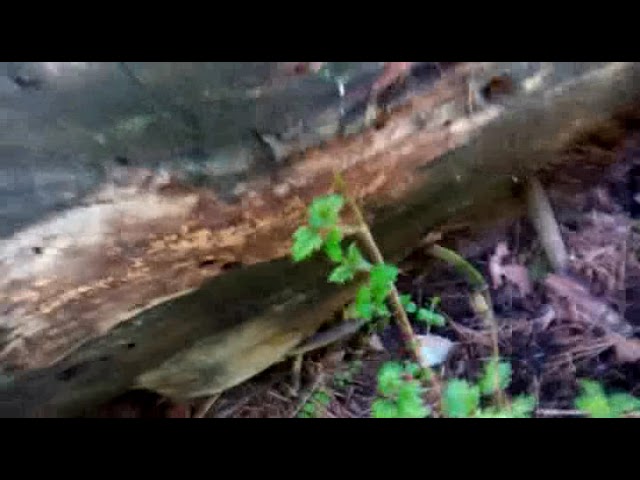 Грибы, Мысли и как есть