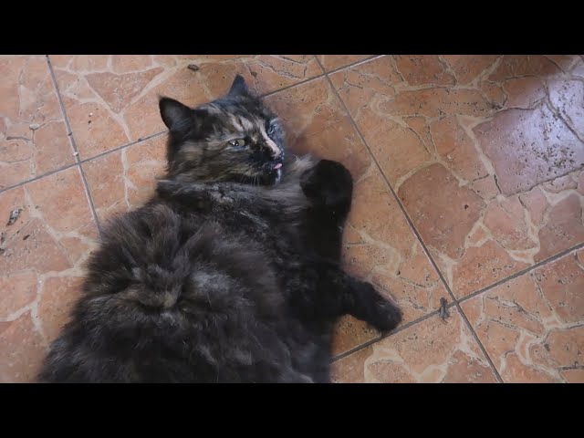 Суп из белых грибов. Кошкин рецепт