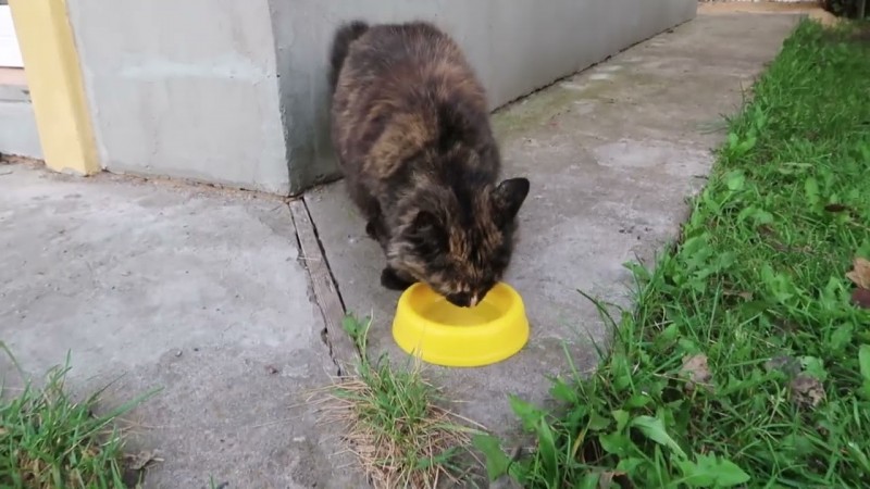 Наша кошка лакомка