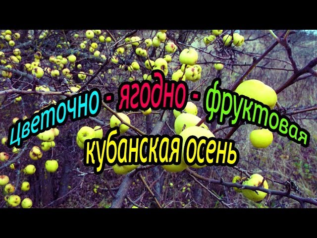 Цветочно - ягодно - фруктовая кубанская осень