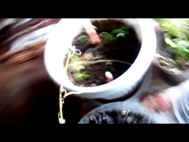 Много Сумбуром о Разном