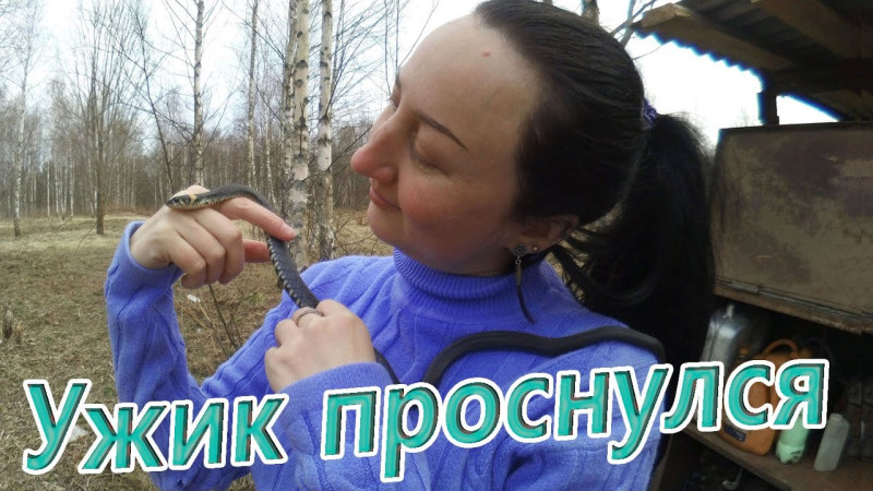 Ужик проснулся, претворяется мёртвым...