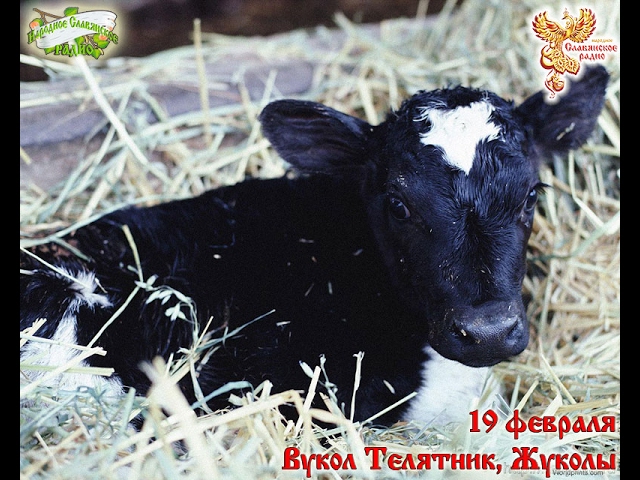 Братья-месяцы.19 февраля - Вукол-Телятник, Жуколы