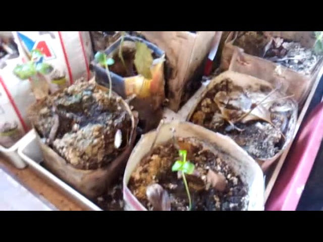 Больше Растений чем прочего