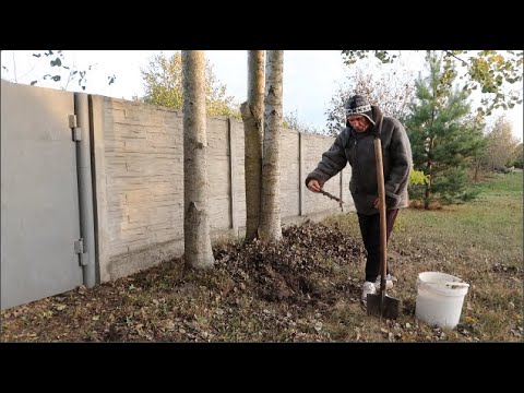 Надежный способ как вырастить подосиновики на своем участке