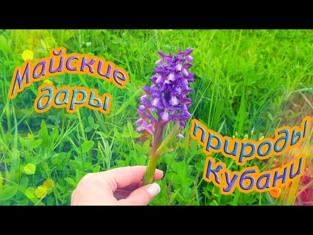Майские дары природы Кубани