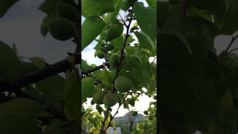 Чем пахнет Акация? Ответ в каждом из Нас!