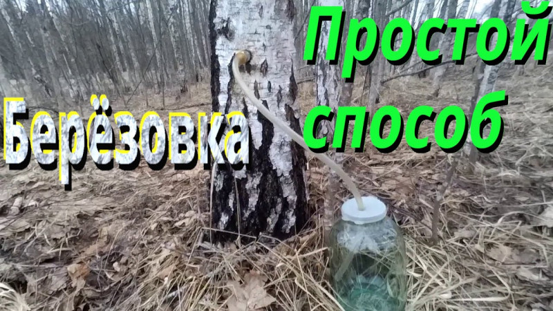 Добываем березовку.