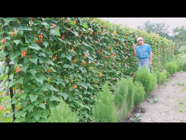Как вырастить стеновую фасоль